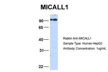 MICALL1 Rabbit Polyclonal Antibody