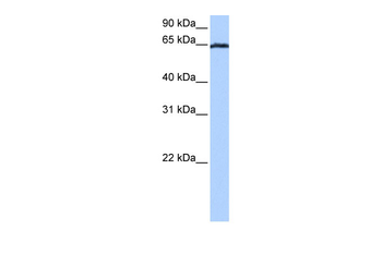 EBF4 Rabbit Polyclonal Antibody