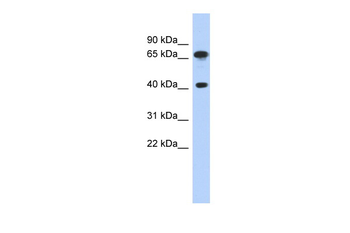 FUBP3 Rabbit Polyclonal Antibody