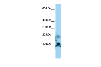 CGA Rabbit Polyclonal Antibody