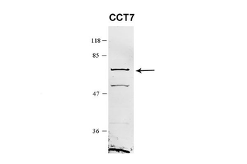 CCT7 Rabbit Polyclonal Antibody