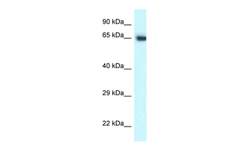 Cct7 Rabbit Polyclonal Antibody