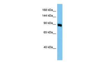 Ap1g1 Rabbit Polyclonal Antibody