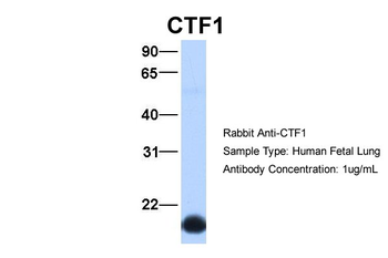 CTF1 Rabbit Polyclonal Antibody