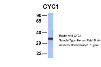 CYC1 Rabbit Polyclonal Antibody
