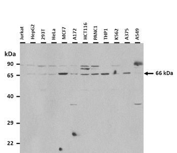 DUSP8 Rabbit Polyclonal Antibody