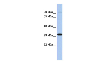 ENDOG Rabbit Polyclonal Antibody