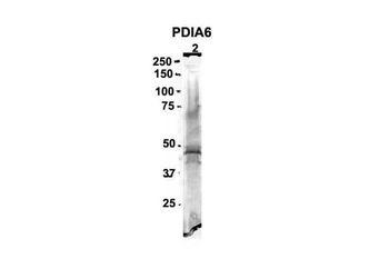 PDIA6 Rabbit Polyclonal Antibody