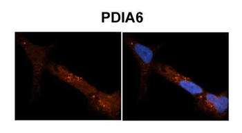 PDIA6 Rabbit Polyclonal Antibody
