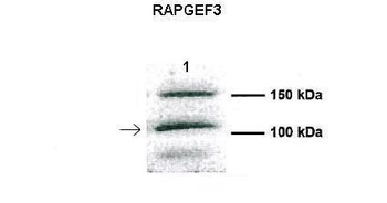 RAPGEF3 Rabbit Polyclonal Antibody