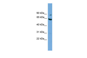 RALBP1 Rabbit Polyclonal Antibody
