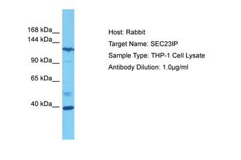 SEC23IP Rabbit Polyclonal Antibody