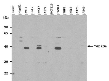 PNMA2 Rabbit Polyclonal Antibody