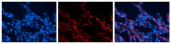 EXOC3 Rabbit Polyclonal Antibody