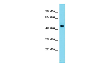 AZIN2 Rabbit Polyclonal Antibody
