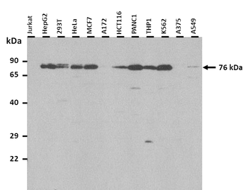 BMPER Rabbit Polyclonal Antibody