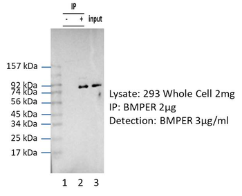 BMPER Rabbit Polyclonal Antibody