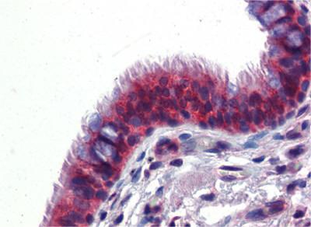 BMPER Rabbit Polyclonal Antibody