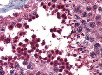 BMPER Rabbit Polyclonal Antibody