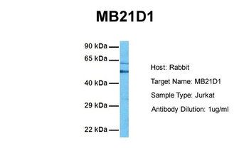CGAS Rabbit Polyclonal Antibody