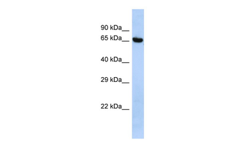 LEO1 Rabbit Polyclonal Antibody