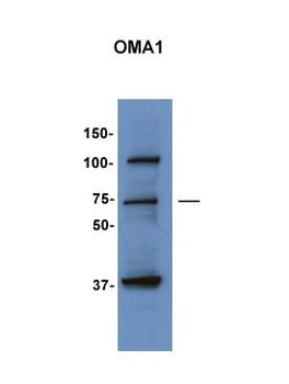 OMA1 Rabbit Polyclonal Antibody