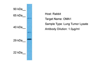OMA1 Rabbit Polyclonal Antibody