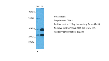 OMA1 Rabbit Polyclonal Antibody