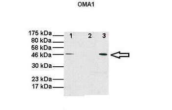 OMA1 Rabbit Polyclonal Antibody