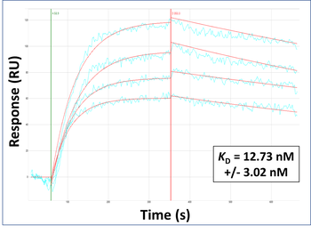 OMA1 Rabbit Polyclonal Antibody