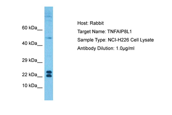 TNFAIP8L1 Rabbit Polyclonal Antibody