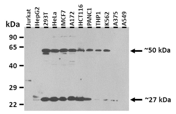 SGMS2 Rabbit Polyclonal Antibody
