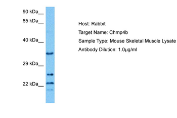 CHMP4B Rabbit Polyclonal Antibody