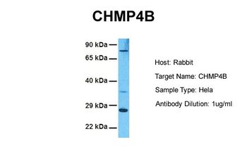 CHMP4B Rabbit Polyclonal Antibody