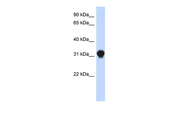 DNALI1 Rabbit Polyclonal Antibody