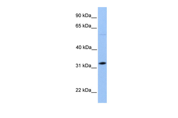 DNALI1 Rabbit Polyclonal Antibody