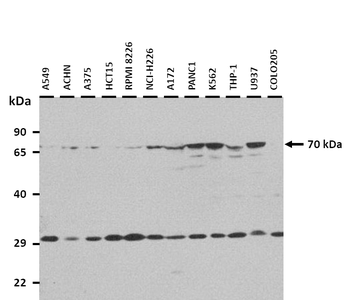 HSPA1L Rabbit Polyclonal Antibody