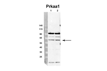 Prkaa1 Rabbit Polyclonal Antibody