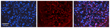 Prkaa1 Rabbit Polyclonal Antibody