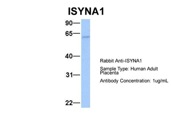ISYNA1 Rabbit Polyclonal Antibody