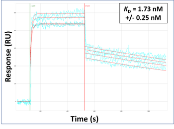 ACE2 Rabbit Polyclonal Antibody
