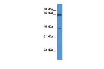 Asrgl1 Rabbit Polyclonal Antibody