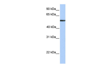 FUCA1 Rabbit Polyclonal Antibody