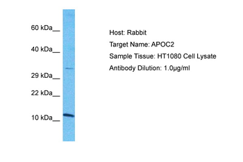 APOC2 Rabbit Polyclonal Antibody