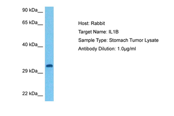 IL1B Rabbit Polyclonal Antibody
