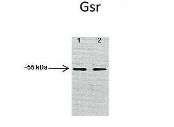 GSR Rabbit Polyclonal Antibody