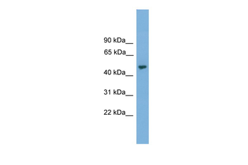 NARF Rabbit Polyclonal Antibody