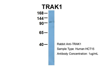 TRAK1 Rabbit Polyclonal Antibody