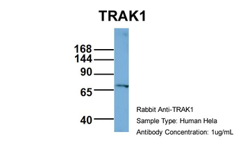 TRAK1 Rabbit Polyclonal Antibody