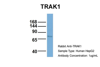 TRAK1 Rabbit Polyclonal Antibody